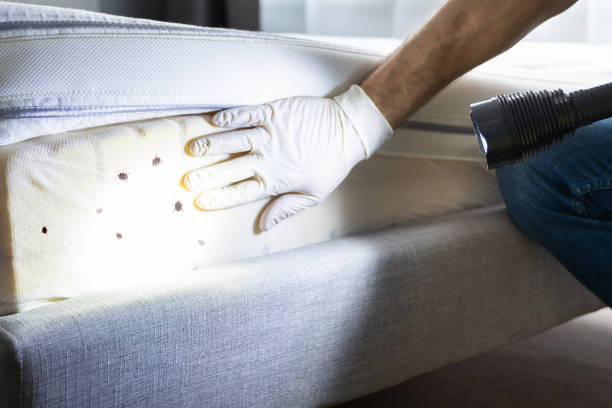 Best Emergency Pest Control  in Elkins, AR