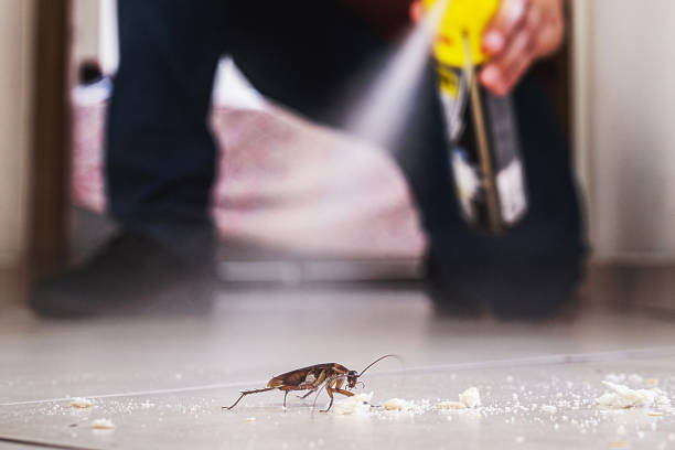 Best Termite Control Services  in Elkins, AR