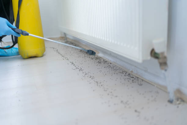 Best Pest Control Near Me in Elkins, AR