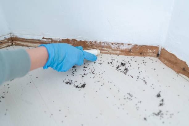 Best Flea Control Services  in Elkins, AR